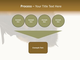 Wild Bat Black PowerPoint Template