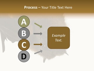 Wild Bat Black PowerPoint Template