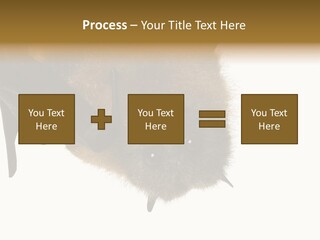 Wild Bat Black PowerPoint Template