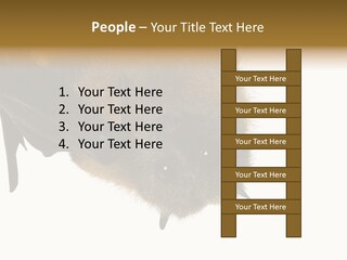 Wild Bat Black PowerPoint Template