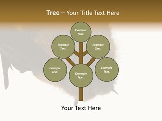 Wild Bat Black PowerPoint Template