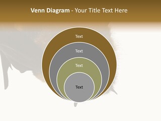 Wild Bat Black PowerPoint Template