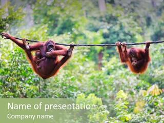 Orangutan Borneo Ape PowerPoint Template