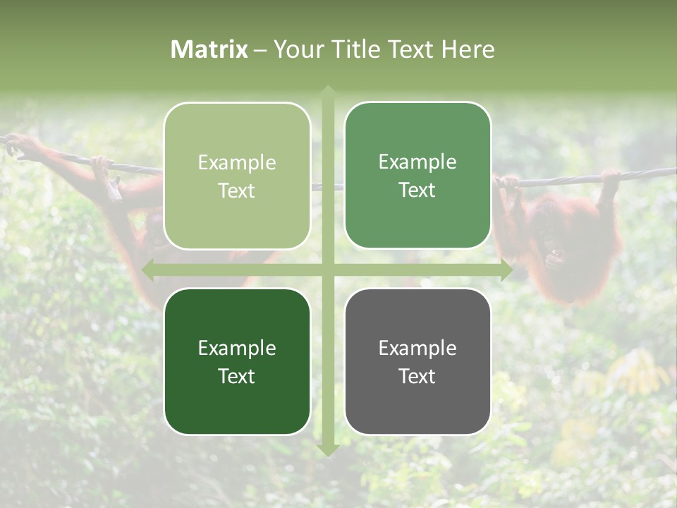 Orangutan Borneo Ape PowerPoint Template