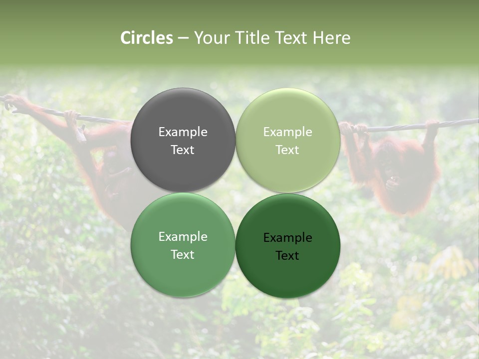 Orangutan Borneo Ape PowerPoint Template