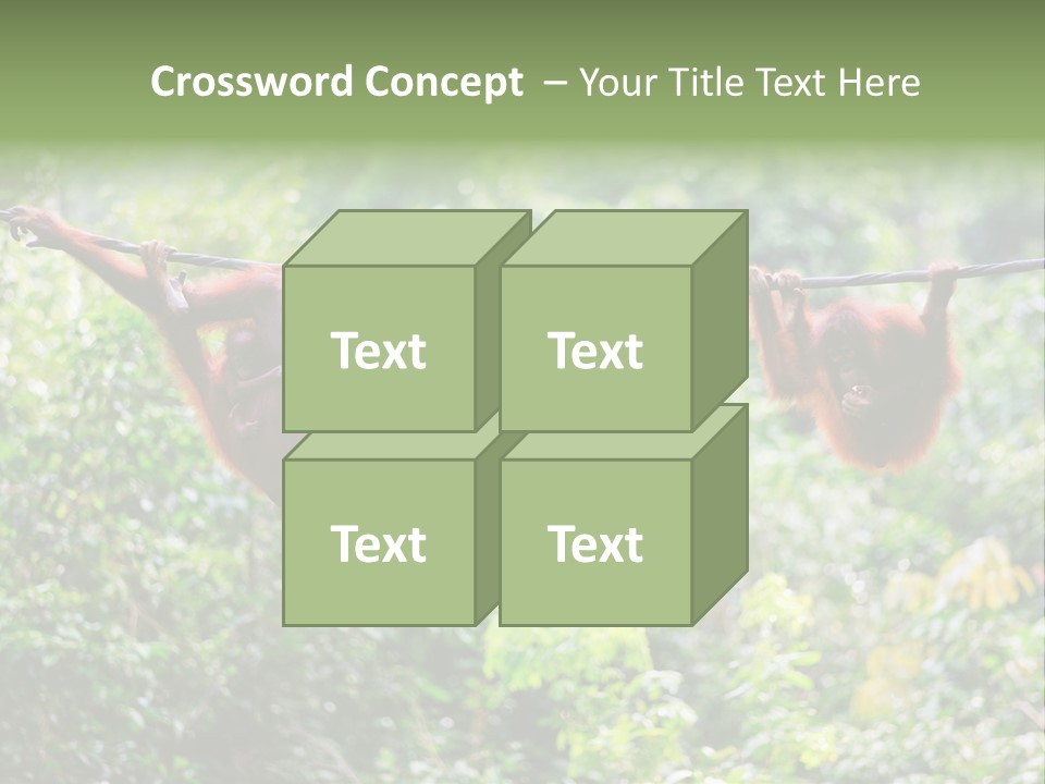 Orangutan Borneo Ape PowerPoint Template