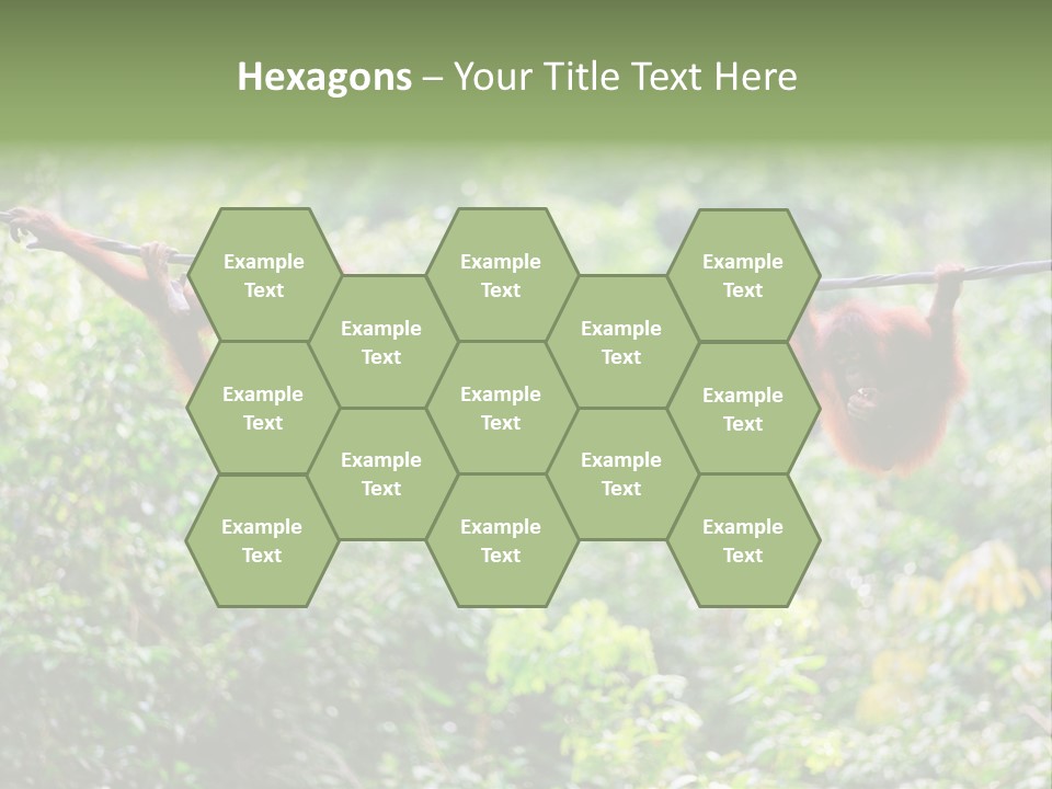 Orangutan Borneo Ape PowerPoint Template