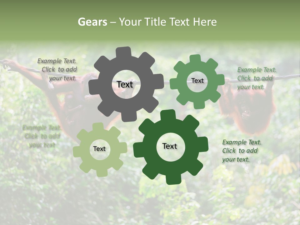 Orangutan Borneo Ape PowerPoint Template