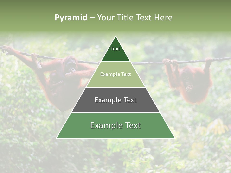 Orangutan Borneo Ape PowerPoint Template