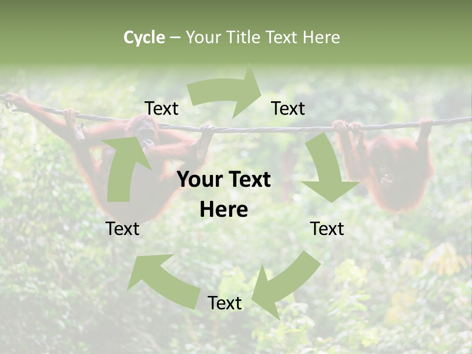 Orangutan Borneo Ape PowerPoint Template