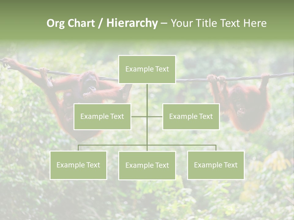Orangutan Borneo Ape PowerPoint Template