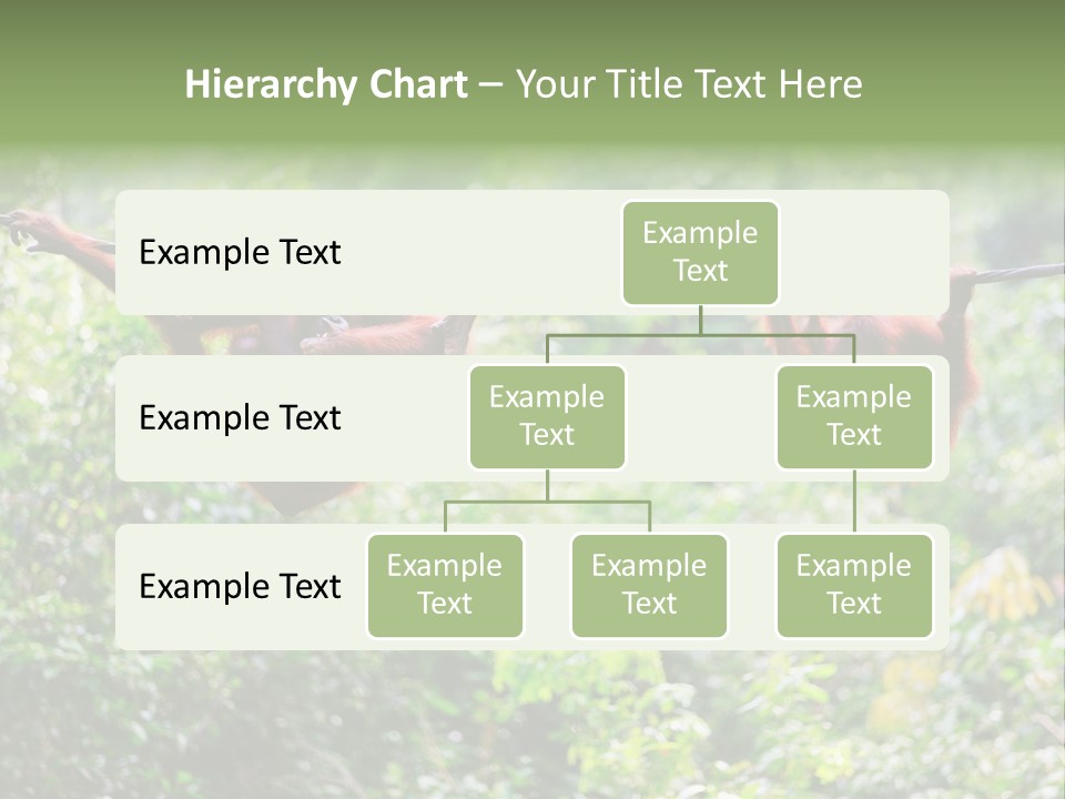Orangutan Borneo Ape PowerPoint Template