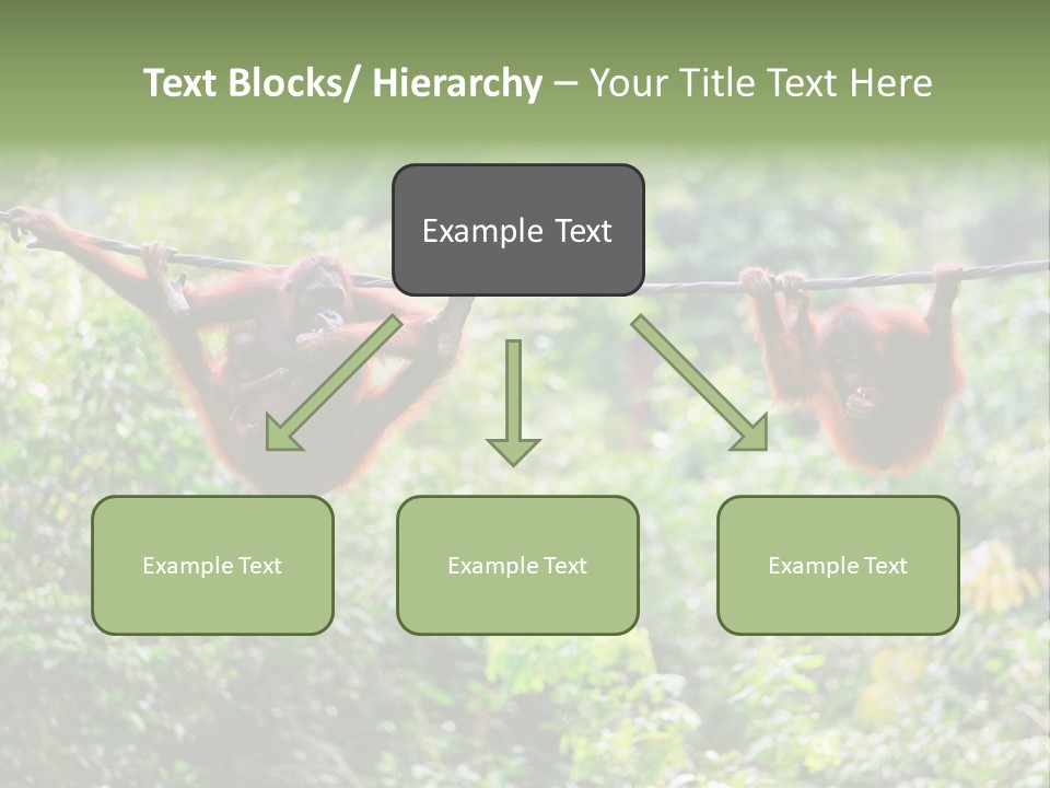 Orangutan Borneo Ape PowerPoint Template