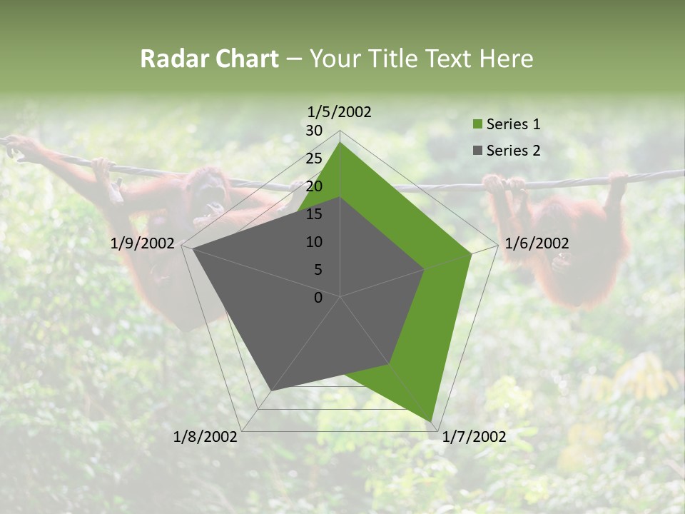 Orangutan Borneo Ape PowerPoint Template