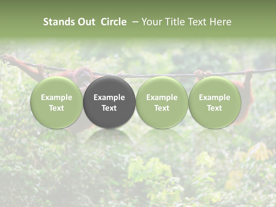 Orangutan Borneo Ape PowerPoint Template