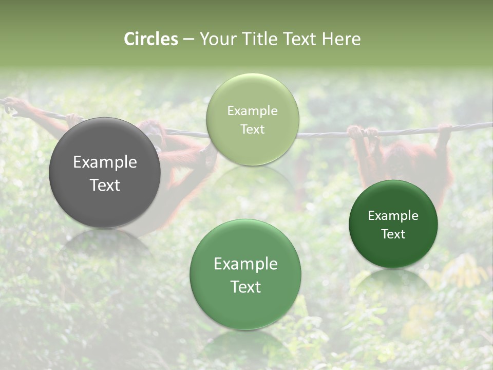 Orangutan Borneo Ape PowerPoint Template