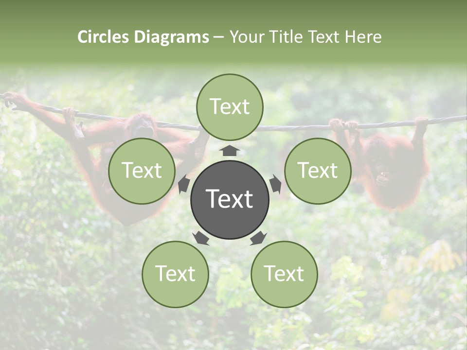 Orangutan Borneo Ape PowerPoint Template