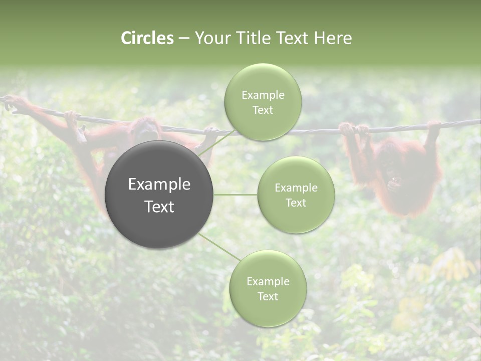 Orangutan Borneo Ape PowerPoint Template