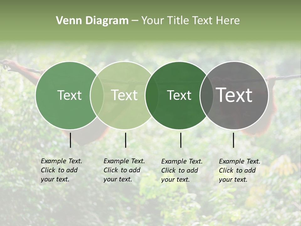Orangutan Borneo Ape PowerPoint Template