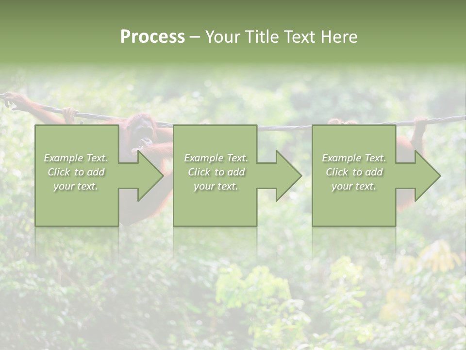 Orangutan Borneo Ape PowerPoint Template