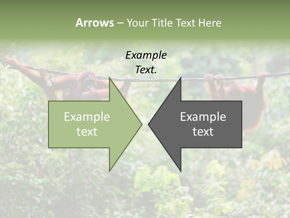 Orangutan Borneo Ape PowerPoint Template