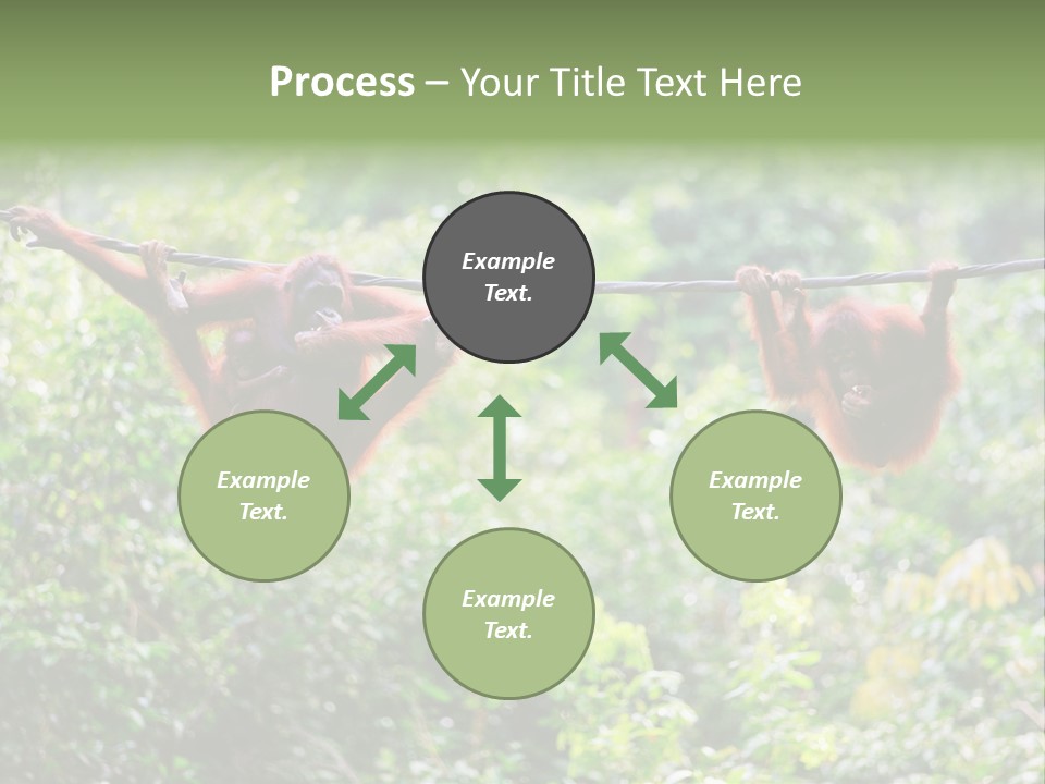 Orangutan Borneo Ape PowerPoint Template