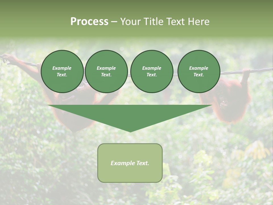 Orangutan Borneo Ape PowerPoint Template