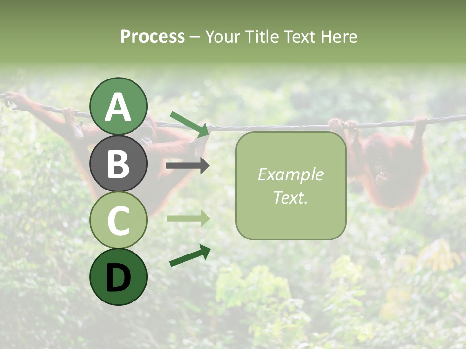 Orangutan Borneo Ape PowerPoint Template