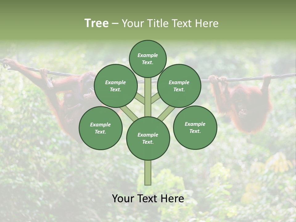 Orangutan Borneo Ape PowerPoint Template