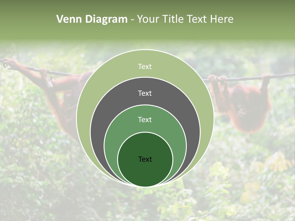 Orangutan Borneo Ape PowerPoint Template