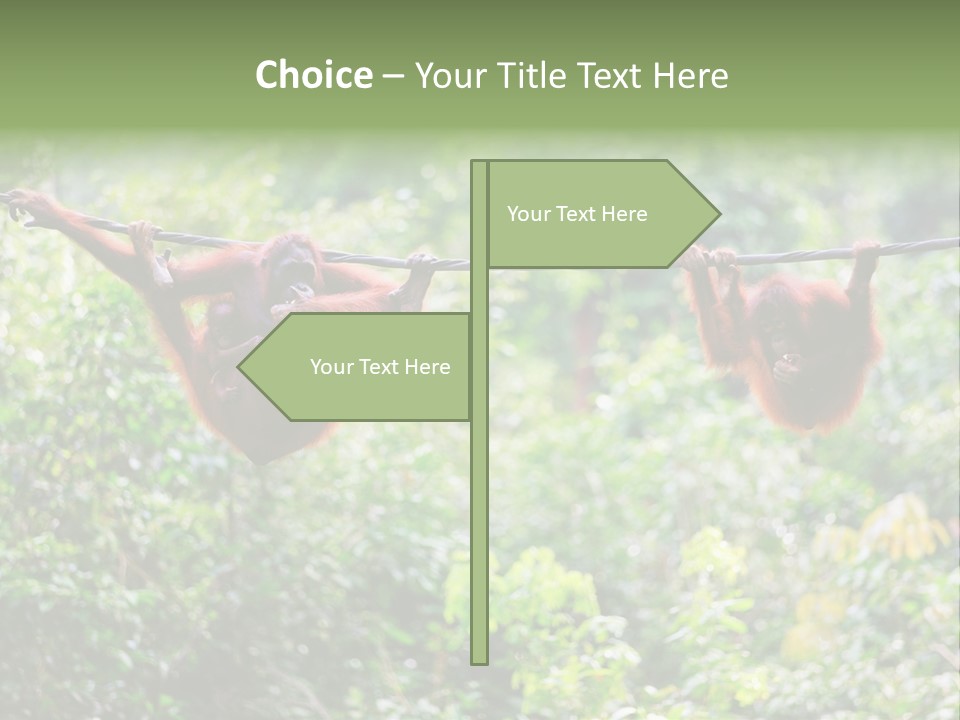 Orangutan Borneo Ape PowerPoint Template