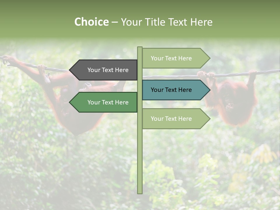 Orangutan Borneo Ape PowerPoint Template