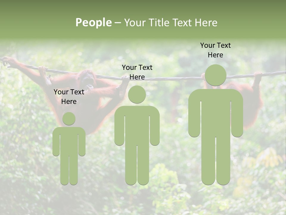 Orangutan Borneo Ape PowerPoint Template