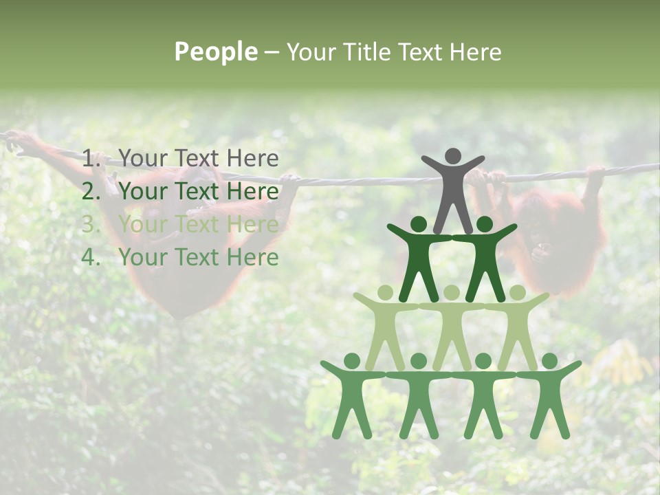 Orangutan Borneo Ape PowerPoint Template