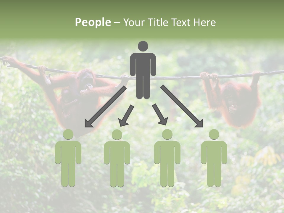 Orangutan Borneo Ape PowerPoint Template