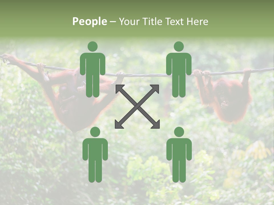 Orangutan Borneo Ape PowerPoint Template