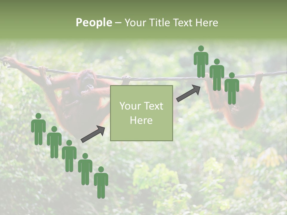 Orangutan Borneo Ape PowerPoint Template