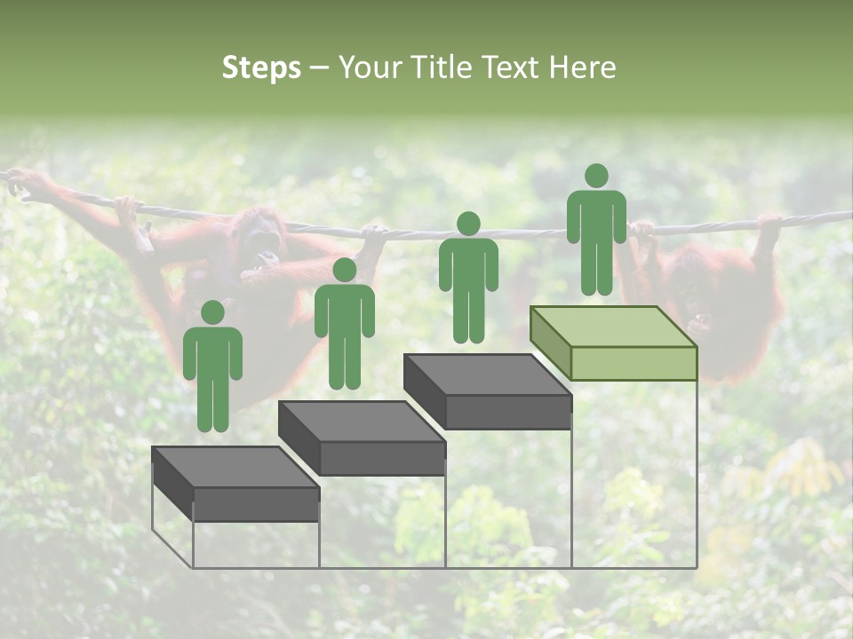 Orangutan Borneo Ape PowerPoint Template