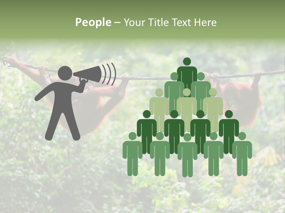 Orangutan Borneo Ape PowerPoint Template