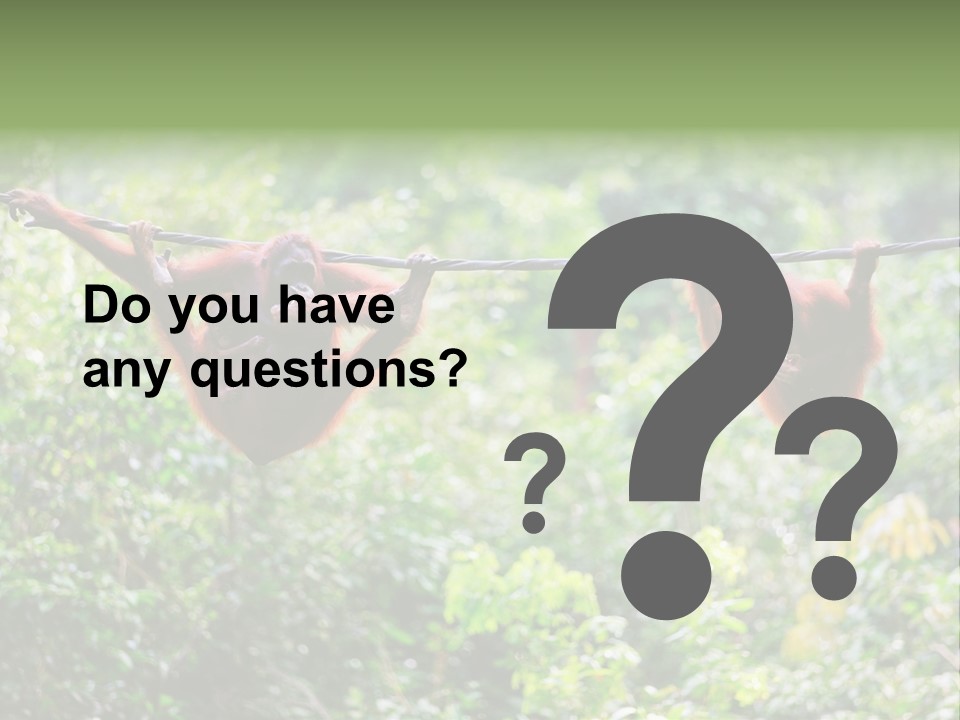 Orangutan Borneo Ape PowerPoint Template