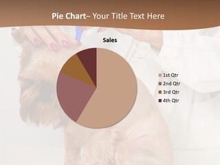 Purebred Portrait Medicine PowerPoint Template