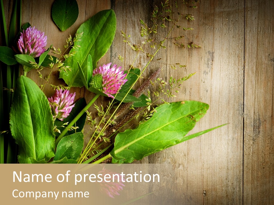 Leaves Pharmaceutical Herb PowerPoint Template