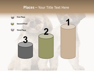 Gain Unhealthy Lose PowerPoint Template