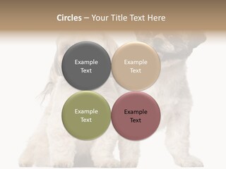 Gain Unhealthy Lose PowerPoint Template