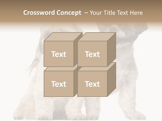 Gain Unhealthy Lose PowerPoint Template