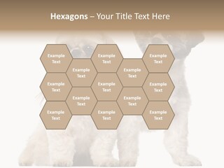 Gain Unhealthy Lose PowerPoint Template