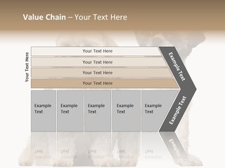 Gain Unhealthy Lose PowerPoint Template