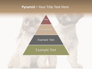 Gain Unhealthy Lose PowerPoint Template