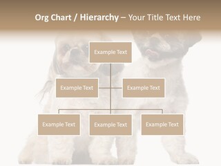 Gain Unhealthy Lose PowerPoint Template