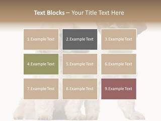 Gain Unhealthy Lose PowerPoint Template